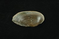 藏品(石蚌)的圖片